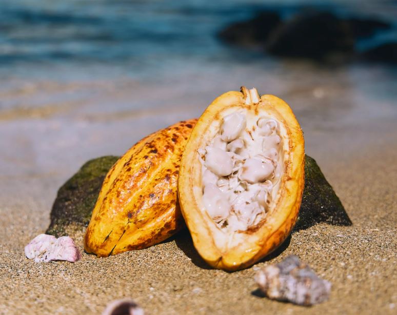 Sip, Savor, Celebrate: Chef Jeffray's New Year's Chocolate Pod Extravaganza