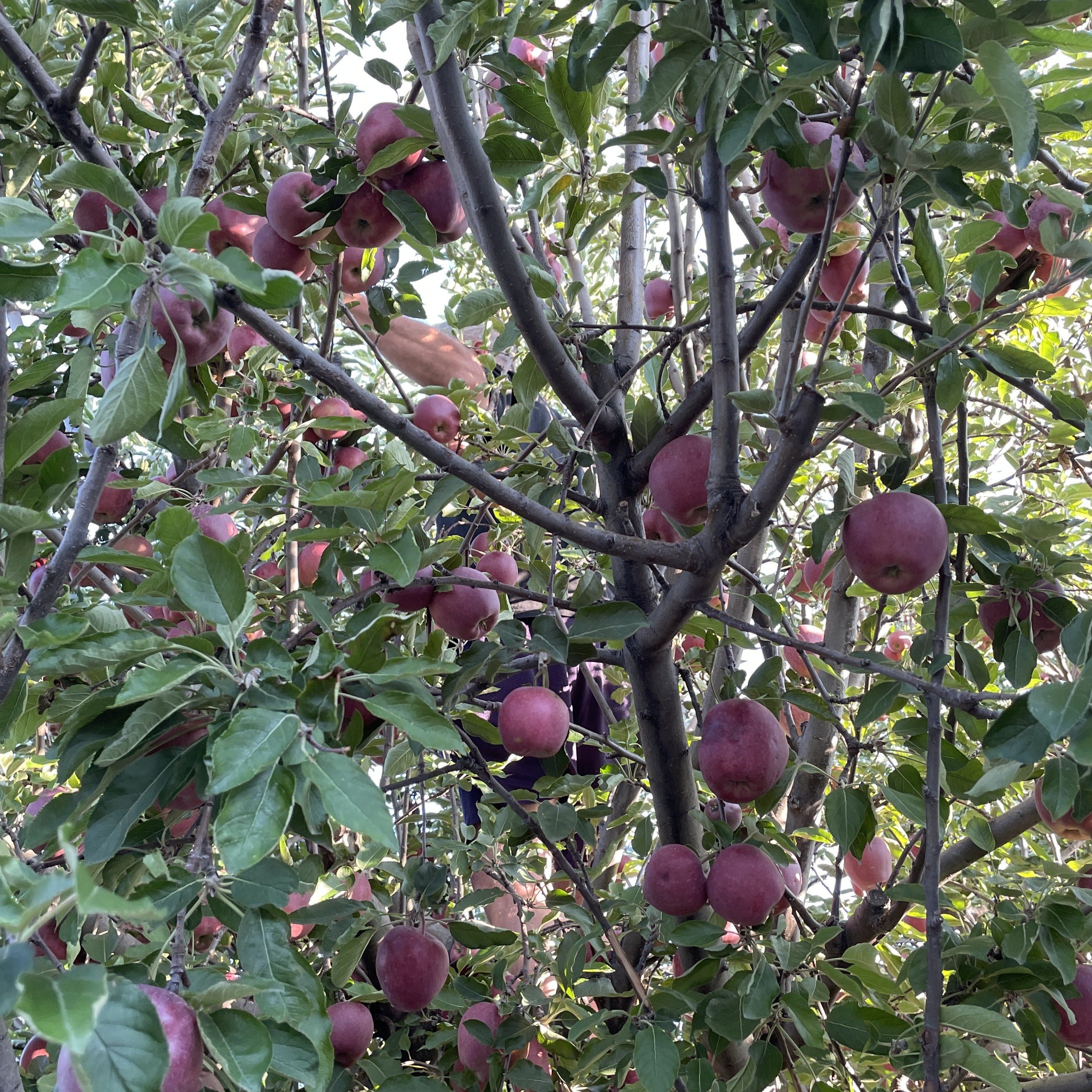 "Halloween" - Mountain-Picked Apples & Caramel Bonbon